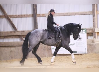 Frison, Hongre, 5 Ans, 165 cm, Rouan Bleu