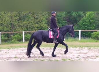Frison, Hongre, 5 Ans, 166 cm, Noir