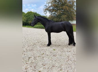 Frison, Hongre, 5 Ans, 166 cm, Noir
