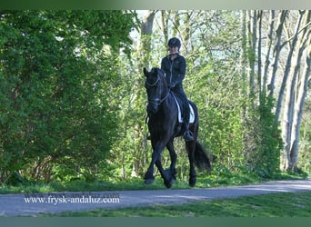 Frison, Hongre, 5 Ans, 167 cm, Noir