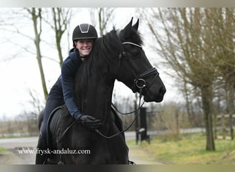 Frison, Hongre, 5 Ans, 167 cm, Noir