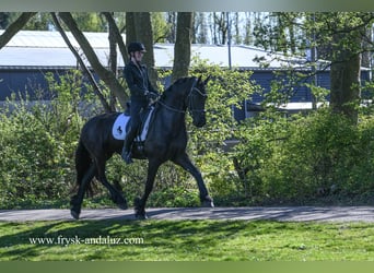 Frison, Hongre, 5 Ans, 167 cm, Noir