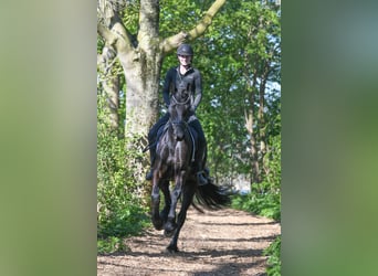 Frison, Hongre, 5 Ans, 167 cm, Noir