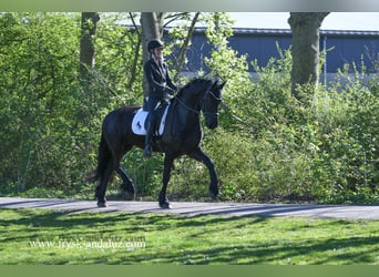 Frison, Hongre, 5 Ans, 167 cm, Noir