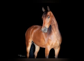 Frison, Hongre, 5 Ans, 168 cm, Bai cerise