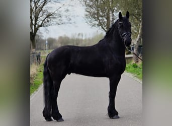 Frison, Hongre, 5 Ans, 168 cm, Noir