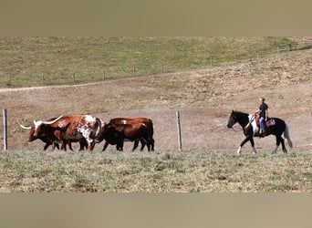 Frison Croisé, Hongre, 5 Ans, 168 cm, Tobiano-toutes couleurs