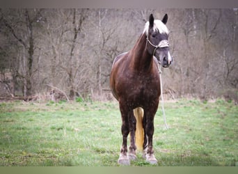 Frison, Hongre, 5 Ans, 173 cm, Gris pommelé