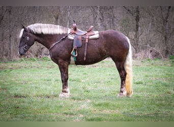 Frison, Hongre, 5 Ans, 173 cm, Gris pommelé