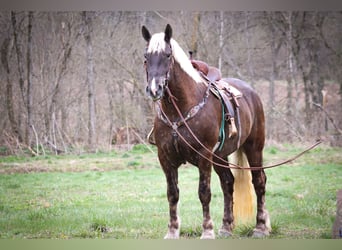 Frison, Hongre, 5 Ans, 173 cm, Gris pommelé