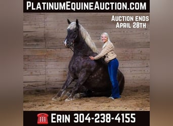Frison, Hongre, 5 Ans, 173 cm, Gris pommelé