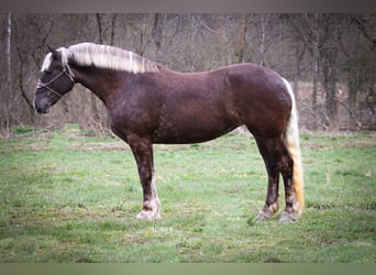 Frison, Hongre, 5 Ans, 173 cm, Gris pommelé