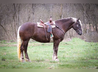 Frison, Hongre, 5 Ans, 173 cm, Gris pommelé