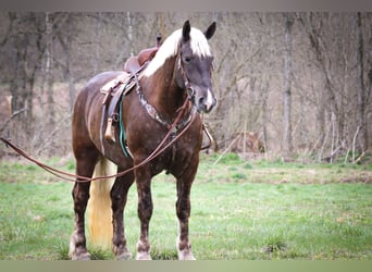 Frison, Hongre, 5 Ans, 173 cm, Gris pommelé
