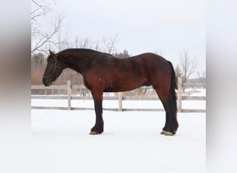 Frison, Hongre, 5 Ans, 173 cm, Noir