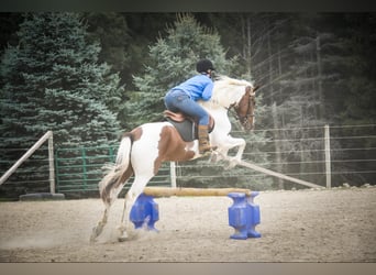 Frison, Hongre, 5 Ans, Alezan brûlé