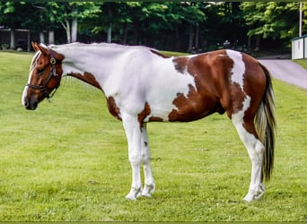 Frison, Hongre, 5 Ans, Alezan brûlé