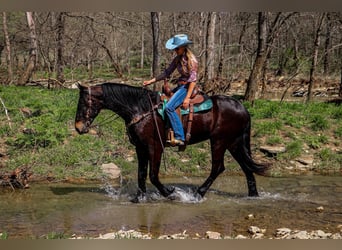 Frison, Hongre, 5 Ans, Bai cerise