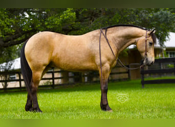 Frison Croisé, Hongre, 5 Ans, Buckskin