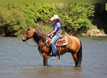 Frison Croisé, Hongre, 5 Ans, Buckskin