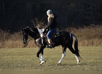 Frison Croisé, Hongre, 5 Ans