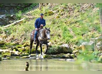 Frison Croisé, Hongre, 5 Ans, Gris