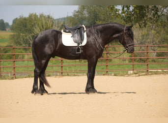 Frison Croisé, Hongre, 5 Ans, Noir