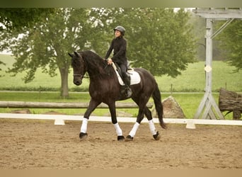 Frison Croisé, Hongre, 5 Ans, Noir