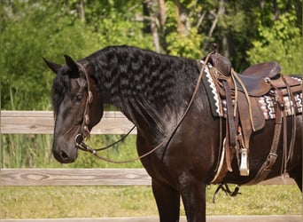 Frison Croisé, Hongre, 5 Ans, Noir