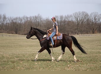 Frison, Hongre, 5 Ans, Noir