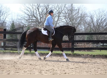 Frison, Hongre, 5 Ans, Noir