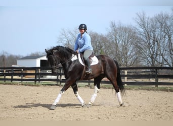 Frison, Hongre, 5 Ans, Noir