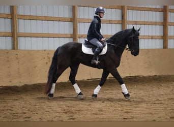 Frison, Hongre, 5 Ans, Noir