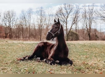 Frison, Hongre, 5 Ans, Noir