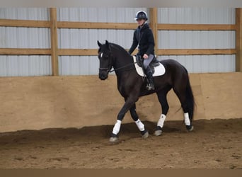 Frison, Hongre, 5 Ans, Noir