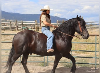 Frison, Hongre, 5 Ans, Noir