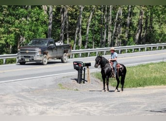 Frison Croisé, Hongre, 5 Ans, Noir