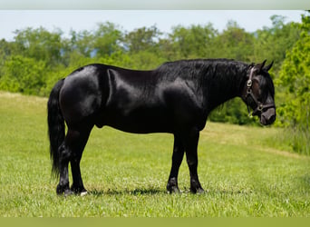 Frison Croisé, Hongre, 5 Ans, Noir