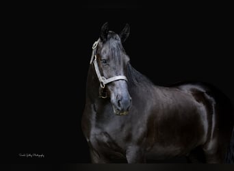 Frison, Hongre, 5 Ans, Noir