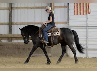 Frison, Hongre, 5 Ans, Noir