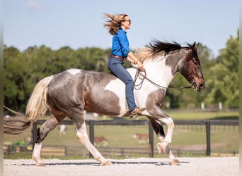 Frison Croisé, Hongre, 5 Ans, Rouan Bleu