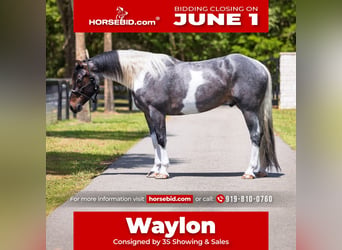 Frison Croisé, Hongre, 5 Ans, Rouan Bleu
