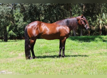 Frison Croisé, Hongre, 6 Ans, 142 cm, Bai cerise