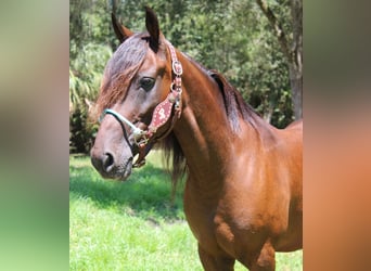 Frison Croisé, Hongre, 6 Ans, 142 cm, Bai cerise