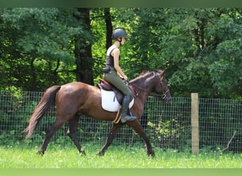 Frison, Hongre, 6 Ans, 142 cm, Noir