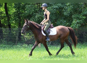 Frison, Hongre, 6 Ans, 142 cm, Noir