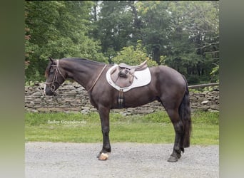 Frison, Hongre, 6 Ans, 147 cm, Noir