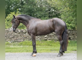 Frison, Hongre, 6 Ans, 147 cm, Noir