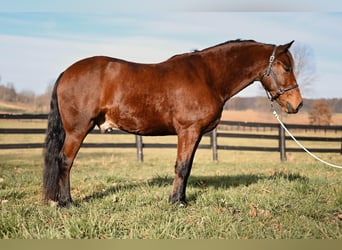 Frison Croisé, Hongre, 6 Ans, 152 cm, Bai cerise