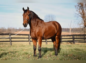 Frison Croisé, Hongre, 6 Ans, 152 cm, Bai cerise